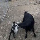 معزا خلفات مراح واحد نضيفه