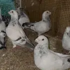 زواجل فواتح