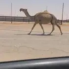 عشرا ضريبه ضروبه طيبه