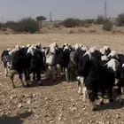 طليان نجد فاخره (( تم البيع ))