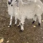 لبيع خرفان مهاجين عمارها 4 شهور
