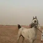 حصان شعبي شيخ شيخ