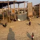 دجاج مشكلة عربي وفيومي