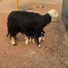 غنم رغث
