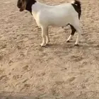 مشروع فحل هجين بورقت