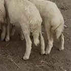 طليان ورخال ذبايح