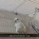 روز البينو جوز