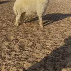 خروف عربي مكحل فحل