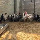 دجاج فيومي شبابي