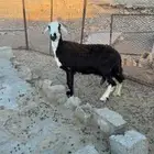 نعجه للبيع