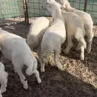 بهم تربيه مراح
