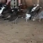 للبيع فروخ طاووس