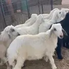 طليان 6 مقفله