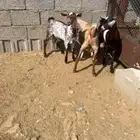 تيوس بلدي