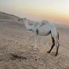 بكار حقايق