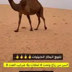 للبيع البكار الكفو