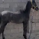 مهر واهو
