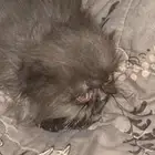 قطه