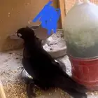 حمام