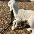 طلي داغور ويصلح فحل