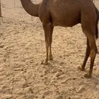 قعود شحم فاخر
