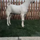 مشروع بيشي