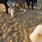 للبيع طليان العدد 7