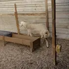 رخل جذعه جبره