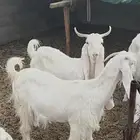 عنزين مشروكات مطورات