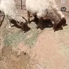 للبيع نعميم حيل وجرم