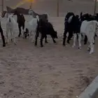 غنم تيوس عوارض العدد 8 للبيع الموقع الخرج