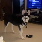 كلب هاسكي سيبيري