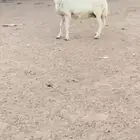 نعجه صفرا دافع كفو