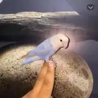 بغبغا روز الليف