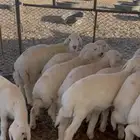 بهم طليان حري نضيف
