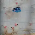طيور اجوز جاوه   سلفر   ابيض