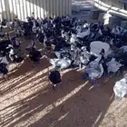 بط مسكوفي الموقع جو