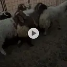 جذعان نعيم