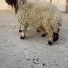 جذعان نعيم