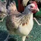 دجاج عربي اصيل   ترثه