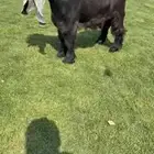 جذع عارضي خصم الخصم
