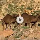 للبيع جمل احمر طيب مشروط من هد الشبوك مشروط من اكل الحشو