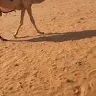 للبيع بكره مفروده باتليه