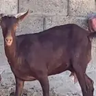 عنز دهماء رباع.
