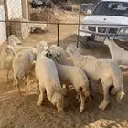 تيوس وخرفان