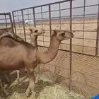 قعودين للبيع على حليب امه وبرسيم موقعه الرويضه جنوب المهد