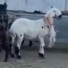 مرياع ضايع يا اهل الخير