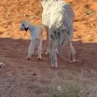 حريه جذعه معها خروف