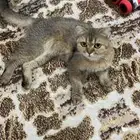سكوتش قولد انثى