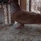 ذكور مصري مالطي اصفر